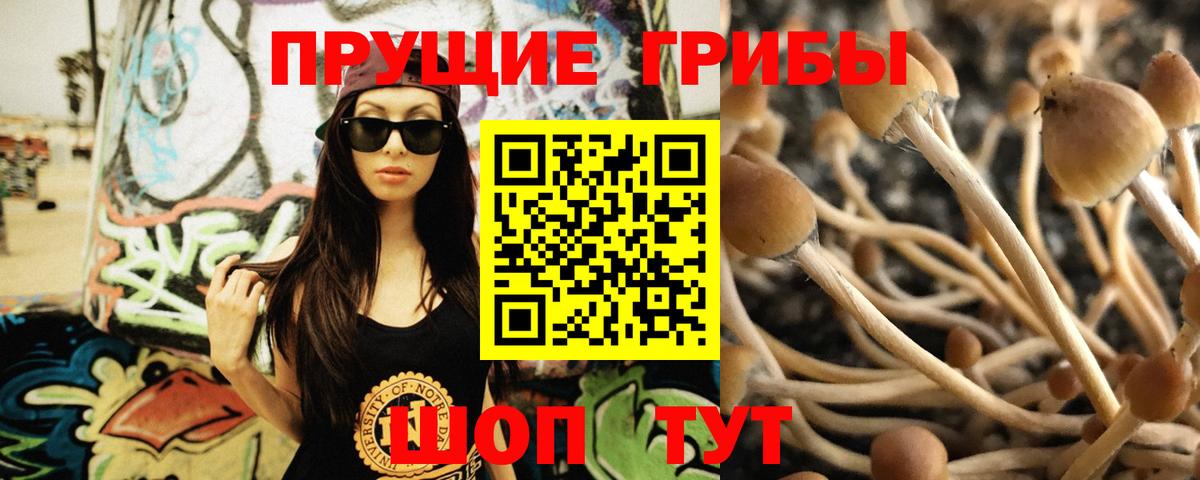 Псилоцибиновые грибы Cubensis Печора